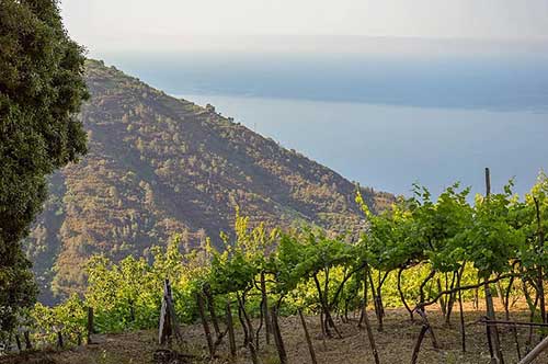 Vigneti in Liguria