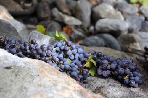 Nebbiolo Picotendro