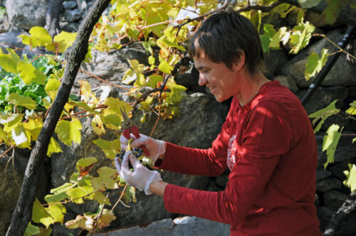 Vendemmia in famiglia